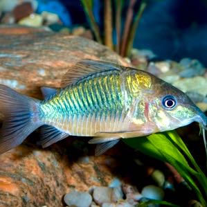 Brochis splendens   Pantsermeerval L